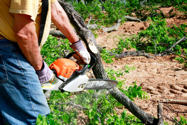 Large Tree Removal in Culver City, CA